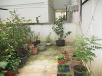 Garden 1