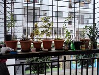 Balcony 2