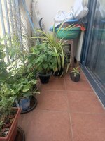 Balcony 1