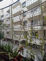 Balcony 2