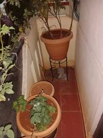 Balcony 1