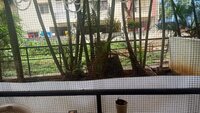 Balcony 1