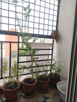 Balcony 1