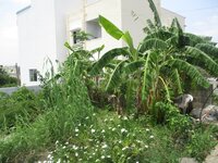 gardens 1