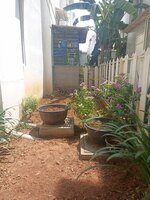 Back Yard 1