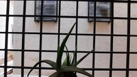 Balcony 4