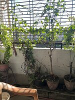 Balcony 1