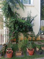 Garden 1