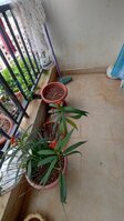 Balcony 1