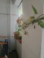 Balcony 1