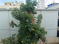 Balcony 1
