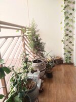 Balcony 1