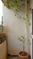 Balcony 1