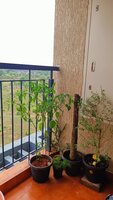 Balcony 2
