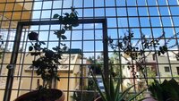 Balcony 2