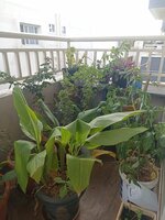 Balcony 1