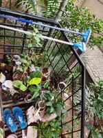 Garden 1
