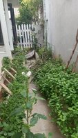 Garden 1
