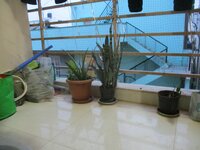 Balcony 1