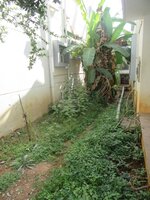 Garden 1
