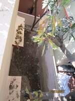 gardens 1