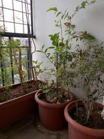 Balcony 1