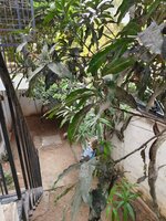 Garden 1