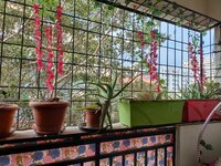 Balcony 2