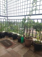 Balcony 1