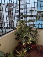 Balcony 1