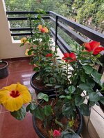 Balcony 2