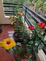Balcony 2