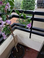 Balcony 3