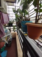 Balcony 2