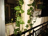 Balcony 1