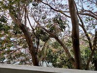 Balcony 1