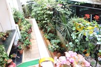 Garden 1