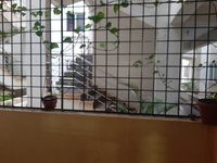 Balcony 1